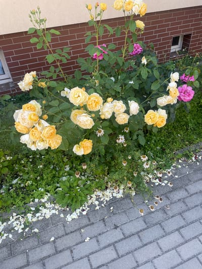 This media file depicts a close-up, high-angle view of a garden bed adjacent to a paved walkway. The garden is filled with a variety of roses in bloom, predominantly in shades of yellow and cream, with a few accents of pink and deep magenta. The roses are lush and full, with many clusters of flowers and buds. Interspersed among the roses are some wilting daisies and fallen petals scattered on the ground and the walkway.
To the left of the garden bed, a section of a building is visible. It features a wall clad in dark reddish-brown brick, with a small, dark-colored window. To the far left, a lighter-colored vertical surface, possibly stucco or painted plaster, meets the brickwork. The walkway is constructed of grey interlocking pavers, some of which are partially covered by the fallen petals and the greenery spilling over from the garden.
The scene appears to be outdoors, likely in a residential or public garden setting. The lighting suggests it could be daytime, possibly late afternoon or early morning, given the soft illumination and absence of harsh shadows. The weather appears calm, with the petals resting undisturbed on the ground and walkway. The overall impression is one of natural beauty and the cycle of growth and decay in a garden. There is no visible text in the image. The location context is Nowogard, Poland.