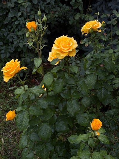 In Chermen, Russia, this image captures a close-up of several yellow roses with water droplets on their petals and leaves, suggesting recent rain. The roses are blooming on a bush with lush green foliage. In the background, darker green leaves and branches create a dense, natural setting. Some rose buds are also visible, indicating ongoing growth and potential for more blooms. The overall atmosphere is serene and natural, focusing on the beauty of the flowers in their environment.