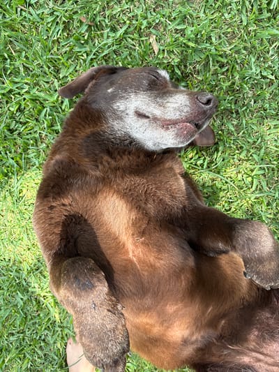 A chocolate Labrador retriever dog is lying on its back in green grass. The dog's head is tilted back, and its paws are curled upward. The dog is likely in a residential area of Tres de Mayo, Mexico, given the well-maintained grass. There are no people visible in the image.