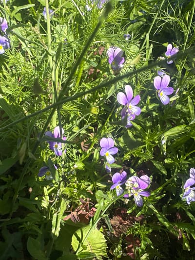 The image depicts a close-up view of wild violet flowers and dense green foliage. The flowers are a vibrant purple with yellow centers and are scattered throughout the frame. The leaves are a rich green and vary in shape and size, some appearing feathery and others broader. Sunlight streams through the leaves, creating dappled light and shadow effects. The scene suggests a natural, uncultivated outdoor setting. This photograph was taken in Novoyeniseyka, Russia. There are no people or animals visible in the image. The focus is entirely on the botanical elements.