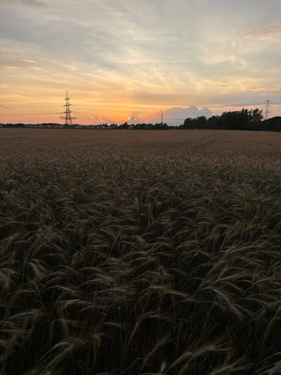 An outdoor, eye-level, wide shot captures a field of ripe wheat at sunset in Poing, Germany. The sky displays a gradient of soft oranges, yellows, and pale blues, with wisps of clouds. Tall electrical pylons are visible in the distance, one dominating the left side of the frame, and another to the right, with a village and trees situated between them and the field. The foreground is filled with the dense stalks of wheat, which appear golden-brown and sway gently. The lighting suggests late afternoon or early evening.