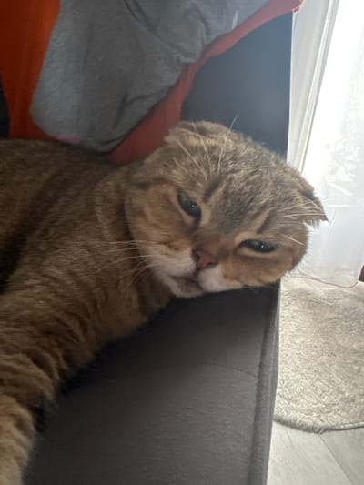 A domestic cat, a Scottish Fold breed with brown and cream fur, is lying on its side, with its head resting on a dark upholstered surface, possibly a sofa or chair. The cat's eyes are partially closed, suggesting it is relaxed or sleepy. The background shows a window with sheer curtains, a beige rug, and wooden flooring, indicating an indoor setting. There is no information about its location in Snt Del'fin, Russia.