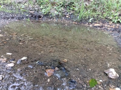 This close-up image presents a serene natural scene, focusing on a shallow puddle or stream bed in an outdoor setting. The water, appearing somewhat murky but clear enough to reveal the rocky bottom, reflects diffuse light from above and indistinct green forms, likely vegetation. The bed of the water is composed of various small stones and gravel in shades of brown, grey, and white, intermingled with dark sediment.
Along the far edge of the water, a verdant strip of green grass and small plants thrives on what appears to be a bank or slight incline, indicating a transition from water to land. The immediate ground surrounding the puddle consists of dark, damp earth and scattered small rocks. A notable detail is a distinct, bright green, heart-shaped leaf resting on the ground in the bottom right portion of the frame.
No people or animals are visible, leaving the scene undisturbed. The soft, even lighting suggests it is daytime, possibly under an overcast sky or in a shaded area, as there are no harsh shadows. The presence of the puddle indicates recent wet weather or damp conditions. This quiet natural environment is consistent with a park or wilderness area in Park Hill, United States. No text is visible within the image.