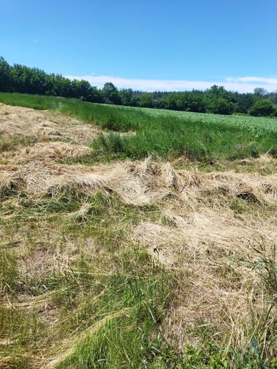 This is an eye-level, medium shot of a rural landscape in the city of Sosnivka, Ukraine. The foreground is dominated by dry, matted grass and straw, indicative of mowed fields, with patches of green grass interspersed. Beyond this, a vibrant green field stretches towards a dense line of trees that forms the horizon. The sky above is a clear, bright blue with a few wispy white clouds. The scene depicts an agricultural setting during a sunny day.