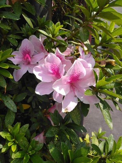 The image displays a close-up of a flowering plant featuring several pink Azalea blooms and numerous green leaves under direct sunlight.

**Subjects/Objects:**
*   **Flowers:** Approximately five prominent flowers are visible, predominantly in the center and upper left of the frame. Each flower possesses five delicate, light pink petals with darker fuchsia speckling concentrated at the throat of the bloom, forming a distinct pattern. The stamens are visible within the darker pink centers. One flower on the far right is partially obscured. The petals show minor imperfections, including small brown spots on some edges.
*   **Leaves:** Dense, elliptical green leaves surround the flowers and occupy the foreground and background. The leaves are generally vibrant green, with some appearing darker in shaded areas and lighter where illuminated by sunlight. Many leaves exhibit fine white speckling, possibly dust or environmental residue.
*   **Background elements:** A dark, vertical, cylindrical object, possibly a support pole or a dark pot, is partially visible behind the foliage in the upper center. A light gray, indistinct surface, possibly concrete or pavement, is present in the background on the right side.

**Environment/Conditions:**
*   **Lighting:** The scene is brightly lit by direct sunlight, creating distinct highlights on the petals and leaves, and casting some deeper shadows among the foliage. The sun appears to be positioned above and slightly to the right of the vantage point.
*   **Setting:** The botanical subject suggests an outdoor environment, such as a garden, patio, or potted plant display.
*   **People/Actions/Interactions:** No people, explicit actions, or interactions are visible in the image.

The specific location within the city of San Cristóbal, Costa Rica, cannot be determined from the visual information provided in this image.