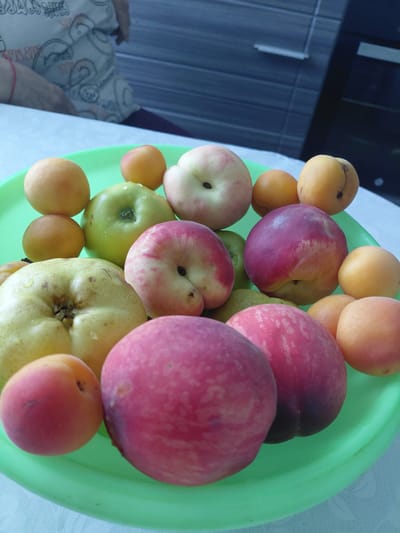 A collection of various fruits, including apricots, apples, pears, and peaches, are arranged on a bright green plastic platter. The platter is positioned on a white table with a subtle patterned texture. In the background, a person wearing a light-colored t-shirt with a pattern is visible, their arms resting on the table. To the right of the fruits, a dark countertop and cabinets are partially visible, suggesting an indoor kitchen environment. The lighting appears to be natural, casting soft shadows on the fruits. There is no indication of the specific location within the city of Tashkazgan, Russia.