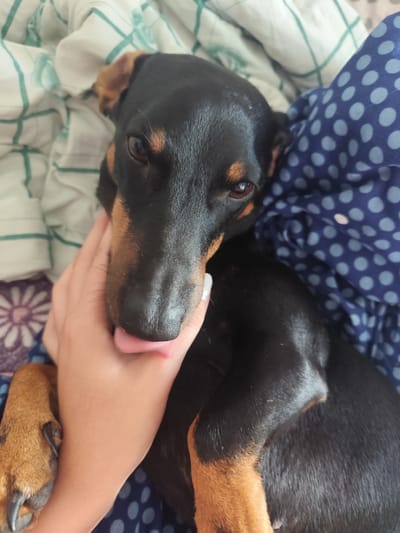 A close-up, high-angle shot shows a black and tan Dachshund dog lying on its back, being petted by a person's hand. The dog's tongue is slightly extended, touching the person's hand. The dog is positioned on a white and green checkered blanket, with a blue polka-dot fabric partially visible. The background also includes a hint of a floral pattern on another fabric. The scene appears to be indoors, likely on a bed or sofa. There is no indication of a specific location in Жоғарғы Үбі ауылдық округі, Kazakhstan.