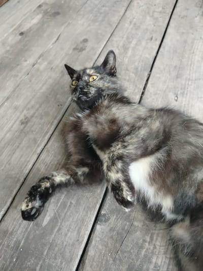 A tortoiseshell cat with yellow eyes lies on its back on a weathered wooden floor. The cat's fur is a mix of black, brown, and tan, with a white patch on its belly. Its paws are extended, and its head is tilted back, with its tongue slightly sticking out. The wooden planks of the floor are rough and have visible grain and some dark marks. The scene is outdoors, possibly on a porch or deck, in the Дзешчанскі сельскі Савет region of Belarus.