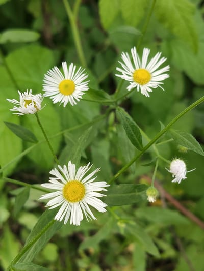 The image displays a close-up view of several white and yellow daisies with green foliage in the background. The daisies are the main subjects, with their delicate white petals and bright yellow centers clearly visible. Some of the daisies are in full bloom, while others appear to be budding or partially opened. The leaves of the daisies and surrounding plants are a vibrant green, creating a natural and somewhat wild setting. The lighting suggests an outdoor environment, likely during daylight. The image is devoid of any human presence or activity. The scene is located in Venyukovo, Russia.