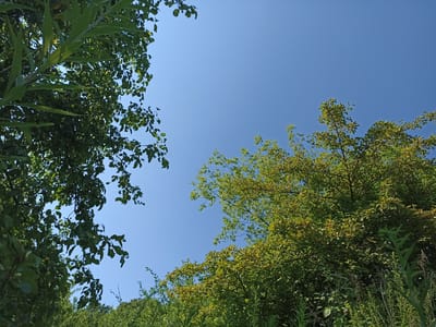 The image captures a clear blue sky with the tops of trees and foliage silhouetted against it. On the left side of the frame, dark green leaves and branches of a tree are visible, angled upwards towards the sky. On the right side, lighter green leaves and branches of another tree are seen, also reaching towards the sky. In the lower portion of the image, a dense layer of green vegetation and tall grasses fills the bottom edge, obscuring the ground. The scene appears to be an outdoor natural environment, possibly a park or wooded area, within the city of Shpaniv, Ukraine. There are no people or animals visible in the image.