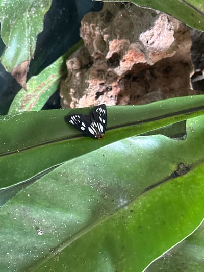 A black and white moth with an orange head rests on a long, green leaf, possibly a bird's nest fern. The leaf has a dark brown/black central vein. In the background to the left is a light brown, porous rock, and there are other green leaves, including one with brown spots. The location is potentially a garden in Ban Ta Khun, Thailand.
