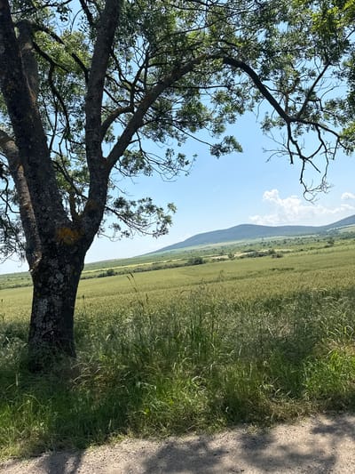 The image depicts a rural landscape near Irechekovo, Bulgaria, under a clear blue sky. In the immediate foreground, a light-colored dirt path or road is visible, partially obscured by dappled shadows cast by an overhead tree. To the left, a large tree trunk with rough, textured bark and patches of yellowish-orange and grey lichen stands prominently. Its branches, adorned with green leaves, extend across the upper portion of the frame, framing the sky and distant landscape.
Beyond the foreground, an extensive field of green crops, possibly wheat or barley, stretches into the mid-ground. Taller green grasses and weeds are interspersed within this field. In the background, a series of gently rolling hills or mountains, covered in dense green vegetation, extend horizontally across the horizon. The sky is bright blue with several scattered white cumulus clouds, one notable cloud formation appearing slightly to the right of the image's center. No people, animals, or man-made structures other than the implied path are visible. The scene is brightly illuminated by natural sunlight, indicating daytime conditions.