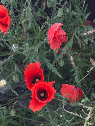 An outdoor close-up shot in Bol'shoi Utrish, Russia, displays a dense cluster of red poppies (Papaver rhoeas) and their associated plant structures. The scene features four distinct red poppies: one partially unfurled in the upper left quadrant, one fully open and slightly crumpled in the upper right quadrant, and two vibrant, fully opened blossoms with dark centers and yellowish stamens positioned in the lower center. Numerous green, spiky, and hairy poppy buds are visible on curled stems throughout the frame, along with several green poppy seed pods characterized by their distinctive striped caps. The foliage consists primarily of green, lobed leaves, likely from the poppy plants, interspersed with other green stalks and a few dried, light-colored grass or cereal spikes, notably in the mid-right. A small, fluffy white or yellow plant appears in the lower-left corner. The ground consists of dark, rocky soil, visible in several patches. No individuals or man-made objects are present.