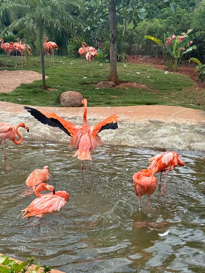 In a shallow body of water with a rocky, sandy edge, several flamingos are gathered. One flamingo in the foreground is standing with its wings spread wide, revealing black flight feathers against its vibrant pink body. To its left, another flamingo with its neck curved is partially submerged. In the middle ground, a flamingo with its head tucked down is feeding or resting in the water. To the right, another flamingo is standing and facing away from the camera, with its head bent down. In the background, a flock of flamingos stands on a grassy area with palm trees and lush vegetation, suggesting an outdoor enclosure. The scene is set in a zoo or wildlife park in Xiuying District, China.