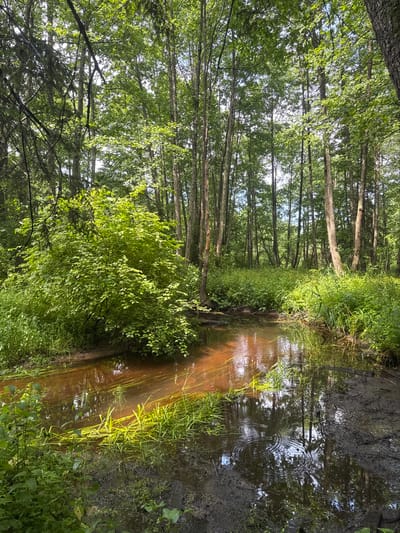 The image depicts a natural scene in a forest, possibly along a stream or wetland area. The primary subjects are the dense green foliage of trees and undergrowth, the trunks of numerous trees, and a body of reddish-brown water that appears to be a shallow stream or pond. The water's surface reflects the surrounding trees and sky, with some ripples indicating recent disturbance, perhaps from raindrops.

The setting is a woodland environment. Tall, slender trees with light-colored bark dominate the left side of the image, forming a dense canopy overhead. Lush green vegetation, including grasses and bushes, grows along the banks of the water. The overall impression is one of a serene and untamed natural landscape.

There is no clear activity or event taking place. The scene appears to be a still moment, capturing the natural state of the environment.

Notable details include the quality of light, which suggests it is daytime, possibly late afternoon or early morning, given the warm glow on the water and the dappled sunlight filtering through the leaves. The weather appears calm, with the ripples in the water being the only indication of any atmospheric action. The location cues, such as the type of trees and the abundance of undergrowth, are characteristic of a temperate forest biome. The mood evoked is one of tranquility and immersion in nature.

There is no visible text in the image.