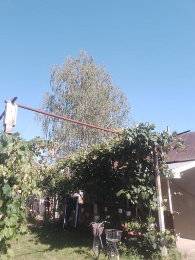 The image depicts a sunny outdoor scene in Fanchykovo, Ukraine. A large, leafy tree with a light-colored trunk dominates the background, reaching towards a clear blue sky. In the foreground, a structure with a reddish-brown metal pipe runs horizontally, supporting a canopy of green vines. To the right, a section of a building with a dark-colored, sloped roof is visible. A black bicycle with a wicker basket on the front is parked on the grass, and in the middle ground, laundry is hanging on a line between poles. The overall impression is of a rustic yard on a bright day.