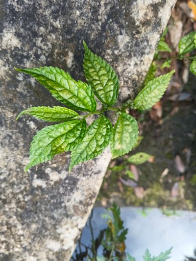 The image presents a top-down, close-up view of a green plant with textured, serrated leaves growing adjacent to a weathered, grey stone or concrete surface in Stueng Saen, Cambodia. The plant's leaves are a vibrant green with lighter yellowish-green mottling, showing distinct, deeply set venation. The stone surface, occupying the upper and left portions of the frame, exhibits dark grey and black discoloration consistent with environmental exposure. Below and to the right of the stone edge, a blurry segment reveals dark green foliage, brown organic debris, and a body of calm water reflecting a light, indistinct surface. No individuals or direct actions are depicted.