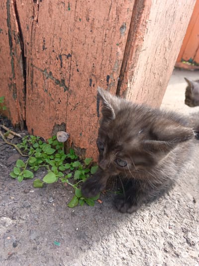 In Tolbazy, Russia, a dark gray kitten is crouched on rough, cracked concrete near a weathered, reddish-brown wooden post. The post shows signs of peeling paint and dark splatters. Small green plants are growing in patches around the base of the post, and a single small mushroom is visible among them. The kitten is looking downwards and to its left, with its front paws extended. The background is blurred, suggesting a shallow depth of field. Another kitten's head is visible in the upper right corner of the image, out of focus.