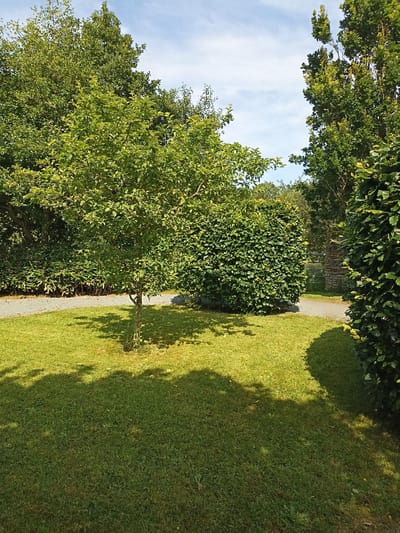 The image depicts a sunlit garden scene with lush green grass in the foreground. A small, leafy tree stands on the right side of the frame, casting a shadow across the lawn. To the left, a neatly trimmed hedge forms a dense wall of greenery, while a gravel path curves behind it. In the background, a stone wall and a metal gate are visible, suggesting a boundary or entrance to another area. The sky above is a clear blue with a few wispy clouds. The overall impression is one of a tranquil, well-maintained garden on a bright, warm day. There are no people or animals present in the image. The scene appears to be a private garden, possibly at a residence or a public park. It is not possible to ascertain the specific location within Dungloe, Ireland from the visual information provided.
