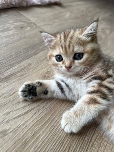 A very young, light brown and cream-colored tabby kitten with large, dark eyes is lying on a light brown wooden floor. Its left front paw is extended forward, showing black toe beans. The kitten's fur has dark brown stripes, especially visible on its back and tail. The background consists of the wooden floor and a blurred, light-colored fuzzy object in the upper left corner, possibly a blanket. The scene is indoors, likely in a home environment. There are no people or other animals visible. The lighting suggests natural light from a nearby window. The image is focused on the kitten, with a shallow depth of field blurring the background. The kitten appears to be resting or relaxing. There are no obvious signs of distress or injury. The environment is clean and tidy.