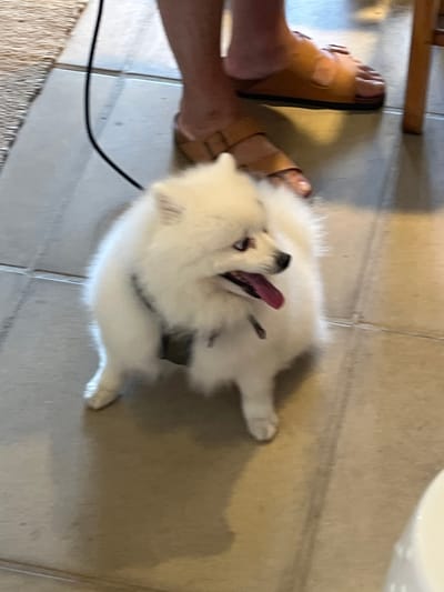 A fluffy white dog, possibly a Samoyed puppy, lies on its back on a tiled floor with its tongue lolling out. A person's feet clad in tan sandals are visible in the lower left corner, adjacent to the dog. A black cord stretches across the floor near the feet. The scene is bathed in bright, diffused light, creating soft shadows around the dog.