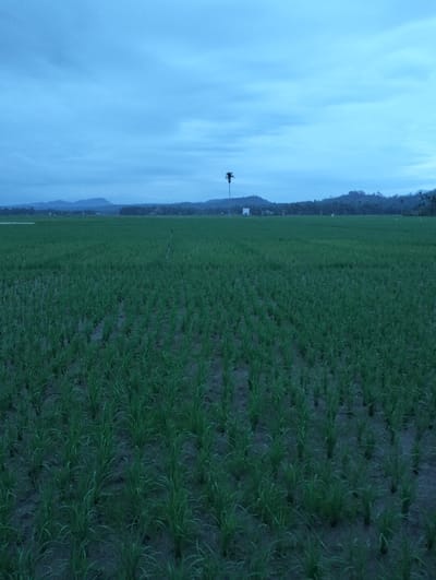 A wide, verdant field is filled with rows of young, green plants, likely rice paddies, stretching into the distance. A lone palm tree stands on the horizon against a backdrop of rolling hills and a clouded sky. The overall scene is dominated by cool, blueish hues, suggesting either early morning or dusk. The light is soft and diffused, creating a serene and somewhat subdued atmosphere.