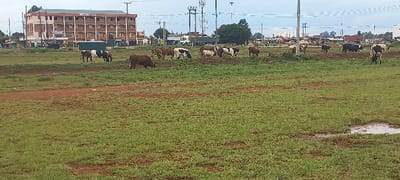 The image depicts an open field in Kapsaos ward, Kenya, characterized by green grass interspersed with patches of reddish-brown bare earth. A small, irregular water puddle is visible in the lower right foreground. Approximately 15 to 20 domestic cattle of various coat patterns, including brown, black and white, and white with brown patches, are scattered across the midground. The cattle are primarily engaged in grazing, with their heads lowered to consume vegetation.

In the background, urban infrastructure is present. To the left, a multi-story building with a light-colored facade and numerous windows is prominent. Behind the cattle, utility poles with power lines, tall metal lattice towers, and other structures are visible. A white truck and other vehicles are discernable on a road or lot behind the grazing area. Distant buildings and a cloudy sky form the horizon. No human figures are present in the scene.
