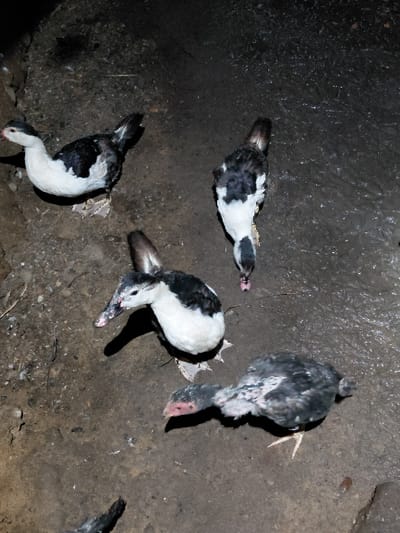 The image displays several Muscovy ducks in an outdoor setting with a mix of wet and muddy ground. The ducks have black and white plumage. One duck appears to be lying down, while others are standing, foraging for food. The scene suggests a natural, possibly farm-like environment.