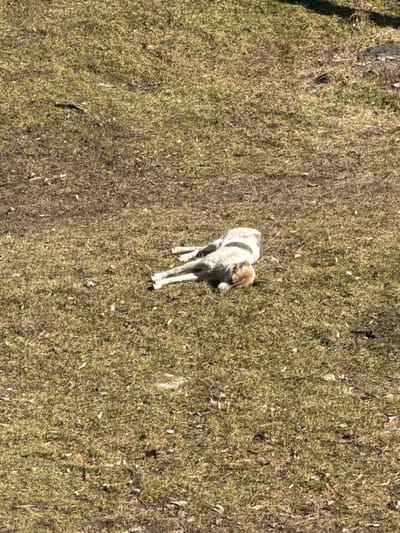 The image depicts a dog lying prone on its left side on a patch of sparse, sunlit grass in Ciorescu, Moldova. The dog is medium-sized, exhibiting a light-colored, possibly greyish-white coat with visible darker markings or stripes along its back and side, and a lighter, tan-colored head. Its front legs are extended forward, and its hind legs are stretched backward, with its head resting on the ground, facing towards the right. The surrounding ground cover consists of mixed green and brown grass, interspersed with dry leaves and small debris. The scene is illuminated by direct sunlight, casting subtle shadows. No other individuals or significant objects are present within the frame.