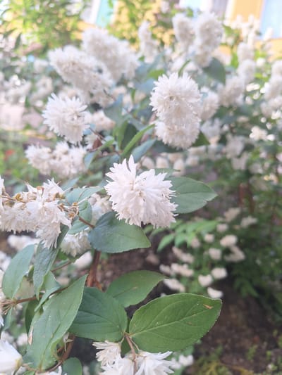 The image displays a close-up view of a bush with numerous small, white, double-petaled flowers and green leaves. The flowers are clustered together, creating a fluffy appearance. The background is blurred, showing more of the flowering bush and hints of a building with yellow and blue elements. The scene appears to be outdoors, in a garden or residential area. There are no people or animals visible. The lighting suggests it is daytime. This scene is located in Sviatopetrivske, Ukraine, likely in a residential garden or public green space.