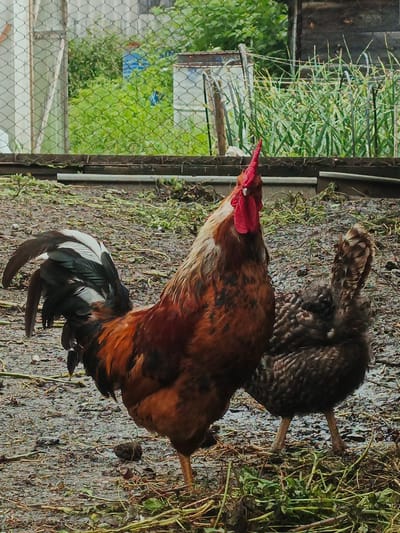 Two chickens are standing on a muddy patch of ground. One chicken is a rooster with brown and white feathers, a red comb, and a black and white tail. The other chicken is a hen with dark brown feathers. In the background, there is a chain-link fence and lush green vegetation. The scene appears to be in a rural or backyard setting, potentially in Medvedyovka, Russia, given the presence of chickens and what looks like a typical Russian dacha garden.