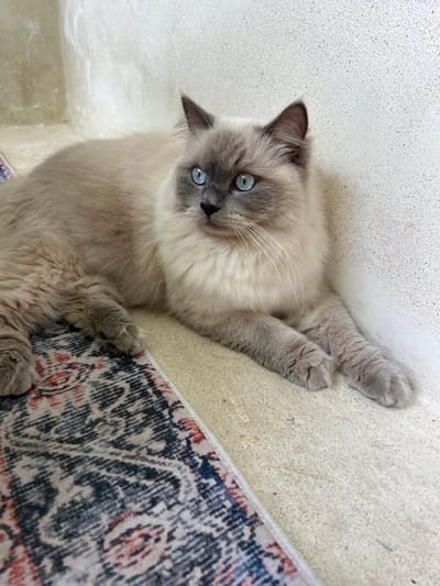A grey and white Ragdoll cat lies on a light beige terrazzo floor with a section of patterned rug visible along the right edge. The cat's front paws are extended and crossed near the edge of the rug. The cat gazes upward at the camera with bright blue eyes. The setting is undetermined and the location information of Buduk, Indonesia cannot be verified in the image.