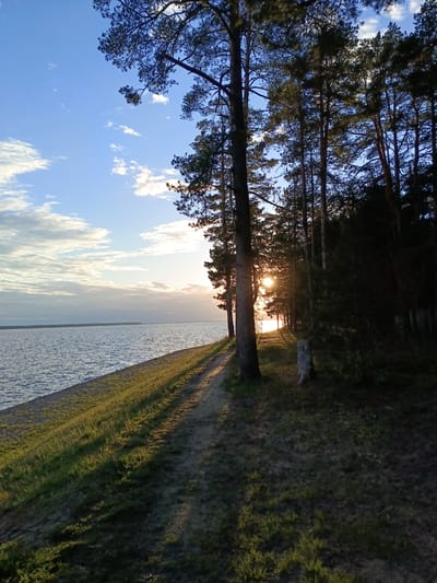 The image captures a natural landscape, possibly in the vicinity of Вичелово, Russia, given the presence of a large body of water and a dense forest. The scene is dominated by a large lake extending into the distance, its surface rippled by the wind. Along the shoreline, a grassy bank transitions into a sandy or earthen path.

A line of tall trees borders the path, casting long shadows across the ground. The sun appears to be setting or rising, with the light filtering through the trees, creating a sunburst effect. The sky is partly cloudy, with patches of blue visible. The scene suggests a tranquil environment.