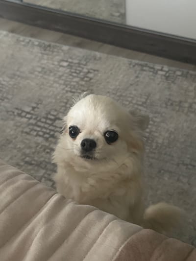 This is a close-up, vertically oriented, slightly angled indoor shot of a small, fluffy, cream-colored dog, possibly a Pomeranian or similar breed. The dog is looking directly at the camera with large, dark eyes. Its fur is soft and appears to be of medium length. The dog's nose is dark and appears to be wet. The dog is partially nestled into a textured, light-colored fabric, possibly a blanket or cushion, which takes up the right side of the frame. The background to the left of the dog is a grey, textured surface, resembling a rug or carpet. There is a dark, reflective vertical element on the far left edge of the image, possibly a piece of furniture or a doorframe. The lighting suggests it is daytime, and there are no visible weather cues. The overall mood is one of quiet observation or mild curiosity from the dog. There is no visible text in the image. The provided location context of Madara, Bulgaria is not discernible from the visual elements of the image itself.