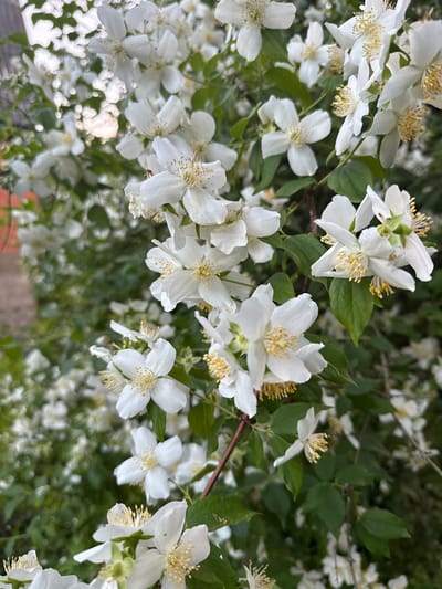 This is a close-up, eye-level shot of a dense cluster of white jasmine flowers. The flowers are the primary subject, with their delicate white petals and yellow stamen clearly visible. Many of the flowers are in full bloom, while others are still buds. The background is a soft blur of green leaves and more white blossoms, suggesting a garden or natural setting. The lighting is natural and appears to be daylight, possibly mid-morning or late afternoon, given the soft illumination and lack of harsh shadows. The image is sharp in the foreground, focusing on a few individual blooms, while the background is out of focus, creating a shallow depth of field that emphasizes the flowers. There is no visible text in the image. The overall impression is one of natural beauty and tranquility, highlighting the abundance and delicate nature of the jasmine flowers. The location context suggests this scene is in Дзержинец-83 Снт, Russia.