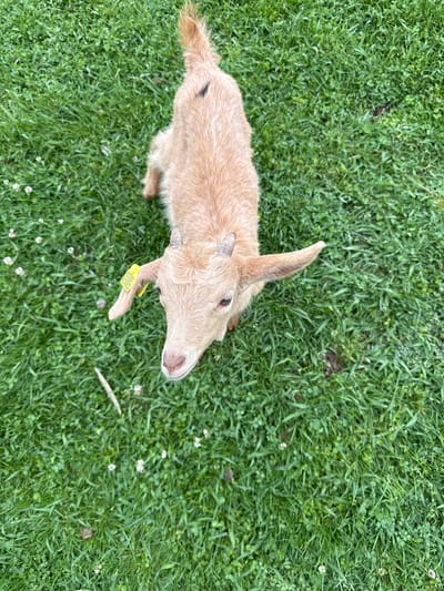 A goat stands in green grass. The goat has tan fur, small horns, and a yellow tag on its neck. The location and relation to the city of Progress, Russia are unknown.