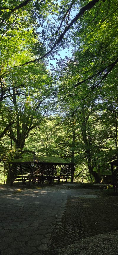 This is a photograph of a shaded pathway in a park-like setting, likely in Khleborob, Russia. The image is oriented vertically, with the sky at the top and the ground at the bottom. Dense, leafy trees with thick branches dominate the left side of the frame, creating a canopy that filters sunlight. The leaves are a vibrant green, suggesting it is springtime or summer.

To the right of the trees, a wooden structure resembling a gazebo or covered seating area is visible. It has a lattice-like design and a moss-covered roof. A small sign with a circular red symbol and a diagonal line through it is attached to one of the posts, possibly indicating a "no entry" or "no smoking" rule. Beyond the structure, a paved path is visible, covered in a mosaic of dark stones. Sunlight casts dappled shadows across the path, indicating it is likely daytime, possibly morning or afternoon, given the angle of the light. The overall atmosphere is peaceful and serene, with the lush greenery and dappled light creating a tranquil scene. No people are visible in the image.