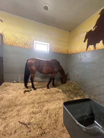 In a horse stall in Kurtsevo, Russia, a brown horse with a black mane and tail is eating hay. The stall has walls painted with a mural of a prairie landscape with galloping horses and grass. There is a small window on the back wall, and the floor is covered in wood shavings. A black plastic feeder is in the foreground. The overall environment is a man-made structure designed for animal husbandry.