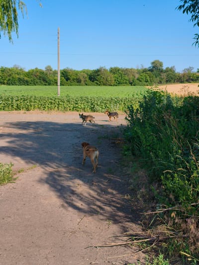 A dirt road cuts through a rural landscape under a clear blue sky. Three dogs are walking on the road. One dog, a brown and black mixed breed, is walking towards the right side of the frame, looking back over its shoulder. Another dog, a tan mixed breed, is walking away from the camera toward the upper left of the frame. The third dog, a tan mixed breed with a black saddle marking, is walking away from the camera towards the upper right of the frame.

The road is bordered by lush green foliage on the right and a field of sunflowers on the left. In the distance, a line of trees separates the sunflower field from a pale yellow field. A wooden utility pole with power lines runs vertically behind the sunflower field, breaking the monotony of the horizon. The sunlight casts long shadows across the road, indicating it is likely late afternoon. The overall impression is one of a peaceful, rural day.