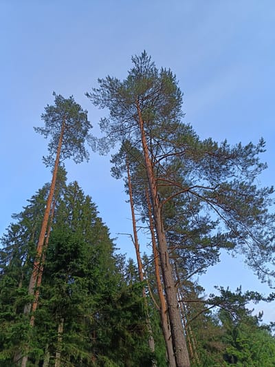The image captures a forest scene in Vishnovka, Russia, with a clear blue sky overhead. The foreground is dominated by tall, mature pine trees, their reddish-brown bark contrasting with the lush green of surrounding coniferous trees, likely spruce. The perspective is looking upwards, emphasizing the height and density of the forest. The branches of the pine trees spread wide, their needles silhouetted against the bright sky. There are no people or man-made structures visible, suggesting a natural, undisturbed environment.