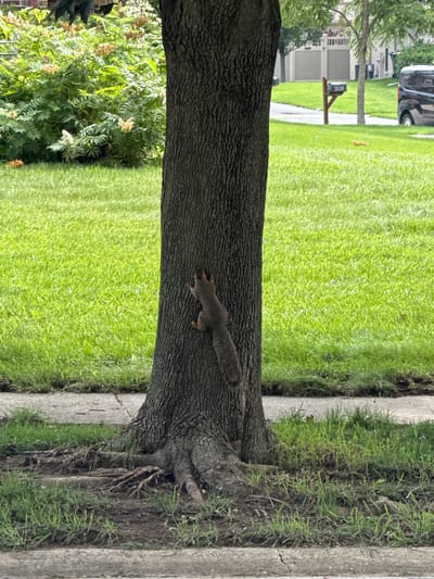 A gray squirrel is climbing up the trunk of a large tree. The squirrel is positioned on the lower half of the tree trunk, facing to the left. Its tail is extended horizontally behind it. The tree trunk has rough, dark bark. To the left of the tree trunk is a vibrant green lawn. Further in the background on the left, there are houses and a parked vehicle. To the right of the tree trunk, there is a concrete pathway bordered by grass and dirt. The scene appears to be outdoors, likely in a residential area, given the presence of houses and a lawn. The lighting suggests it is daytime, with no specific indicators of the time of day or weather conditions beyond ample daylight. The image is oriented vertically, with the top of the frame showing the base of the tree and the bottom showing more of the lawn and the base of the tree trunk. There is some text on a mailbox in the background that reads "2638".