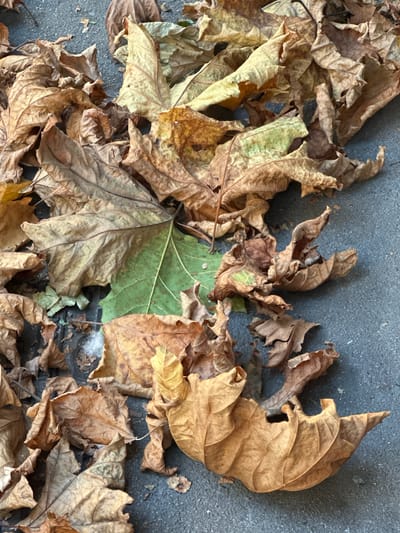 A pile of fallen leaves, predominantly brown and yellow with some green remnants, lies on a grey, paved surface, likely a sidewalk or street. The leaves are dry and brittle, some curled and torn, displaying visible veins. One large green leaf is partially visible beneath the brown ones. The scene is devoid of people and any specific objects that would indicate a precise city or location, other than the general context of urban pavement. The lighting suggests an outdoor environment, possibly during the day.