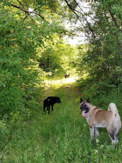In a sun-dappled forest clearing in Rassvet, Russia, two dogs are the subjects of this photograph. In the foreground, a large Akita stands facing the camera, panting with its tongue out, its tan and white fur contrasting with the lush green grass. Its tail is curled over its back. Behind it, to the left, a black dog stands in profile, looking to the right. In the distance, another dark-colored dog is visible further up a grassy path, partially obscured by trees. The environment is a dense forest with sunlight filtering through the leaves, creating patches of light and shadow on the overgrown path and surrounding foliage.