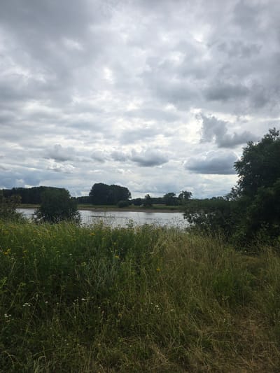The image depicts a river scene under a cloudy sky. In the foreground, tall grasses and wildflowers are visible, with some yellow and white flowers interspersed. Beyond the grasses is a body of water, likely the Rhine River, with a calm surface. Across the river, a dense line of trees forms the treeline of the opposite bank, with a few scattered buildings faintly visible. The sky is filled with heavy, grey clouds, suggesting an overcast or potentially stormy day. The overall scene is natural and tranquil, with no people or man-made structures immediately apparent in the foreground or middle ground. The location is the city of Monheim am Rhein, Germany, along the Rhine River.
