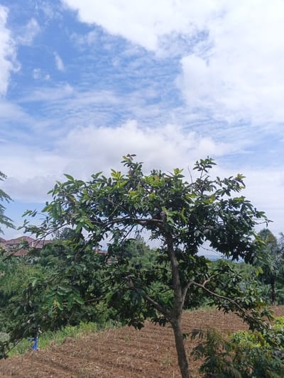 A vibrant green tree stands prominently in the foreground, contrasting with the blue sky filled with scattered white clouds. The ground is barren with a few plants peeking through. In the background are lush green trees and what appear to be buildings. The image showcases a blend of natural elements with signs of human habitation, creating a serene yet slightly rustic scene.