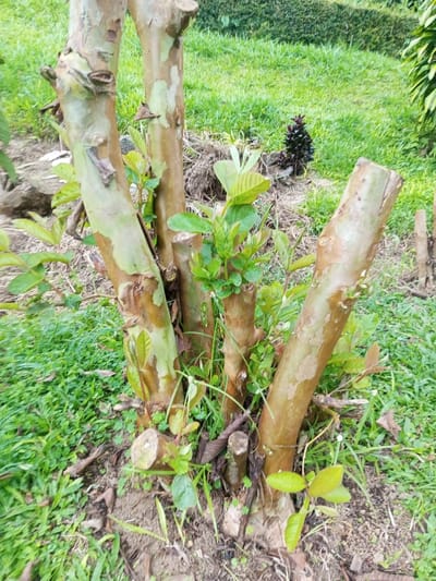 Several short, thick tree trunks sprout from the ground, surrounded by green grass and small plants. The trunks are brown and greenish-grey, showing signs of pruning. Fresh green leaves and shoots are emerging from the cut areas of the trunks, indicating new growth. Some scattered dry leaves and twigs are around the base. In the background is a patch of green lawn and a small dark leafy plant.