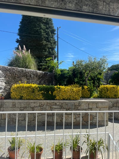 The image depicts an outdoor scene in the city of Oliveira de Frades, Portugal, under clear blue skies with scattered high clouds. In the immediate foreground, a white metal railing with vertical bars is present, partially obscuring a view of a light-colored paved area. On what appears to be a ledge behind the railing, five potted plants with long, green leaves are visible in terracotta-colored pots.

The midground features a multi-tiered landscape. A lower retaining wall, constructed from irregular light grey stones, supports a row of neatly trimmed hedges. These hedges primarily display vibrant yellow-green foliage, interspersed with darker green sections, indicating variegated or mixed plantings. Behind this lower section, a taller stone wall, also made of rough-hewn light grey stones, forms an elevated terrace.

The background is dominated by dense greenery. To the left, a prominent clump of Pampas grass with distinctive feathery, light pink plumes rises above the stone wall. Behind it, a tall, dark green coniferous tree stands prominently against the sky. Towards the center-right, a smaller deciduous tree with light green leaves is visible amidst other foliage. A utility pole, equipped with a street lamp, extends vertically from the right mid-ground into the sky, with multiple overhead power lines stretching horizontally across the frame. No individuals or specific activities are observed.