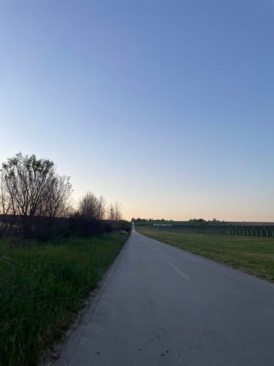 An unpopulated asphalt road stretches to a distant horizon in Indjija Municipality, Serbia, under a blue and yellow gradient sky. A grassy field, partially bordered by a wire fence, runs parallel to the road on one side. A low, unkempt vegetation line is seen on the other side of the road. A few bare branches of a tree reach into the lower left corner of the frame.