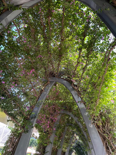 The image presents an upward view into a lush botanical canopy, likely an arbor or a pergola, situated in South Brisbane, Australia. Dominating the scene are vibrant green leaves interspersed with numerous small, bright purple-pink flowers, characteristic of a climbing plant like Bougainvillea. These plants extensively cover and intertwine around a series of modern, curved metallic grey architectural beams that form an overhead structure.

The perspective is from directly beneath the canopy, looking towards the sky. Sunlight filters through the dense foliage, creating dappled light and shadows, indicating a clear and sunny daytime. The metallic structure consists of multiple parallel arches, providing a framework for the climbing plants. No people or specific activities are visible, allowing the focus to remain on the interplay between the organic plant growth and the geometric metallic design. The overall impression is one of a serene, green oasis providing shade and aesthetic beauty in an outdoor setting. There is no visible text in the image.