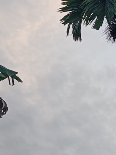The image is a low-angle shot looking up at a cloudy sky with palm fronds visible in the upper right and upper left corners. The sky is overcast, suggesting it could be dawn, dusk, or a generally cloudy day. The palm fronds are dark green and appear somewhat tattered, with some torn edges visible. The overall lighting is soft and diffused due to the cloud cover. There are no people or specific objects clearly depicted besides the natural elements of the sky and foliage. The location is identified as Blanggurah, Indonesia, a context that aligns with the presence of palm trees. The mood is calm and natural, with no discernable activity or specific event taking place. There is no visible text in the image.
